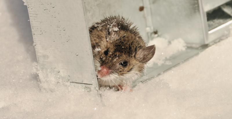 Winter Woes: Understanding the Surge in Rodent Pressures